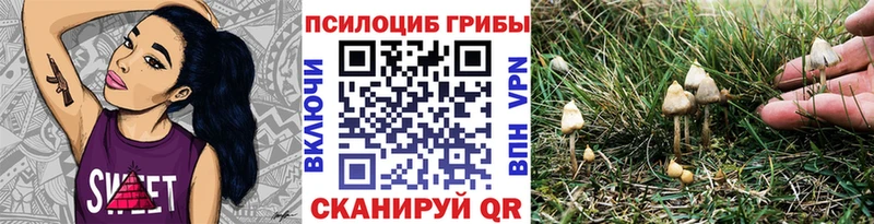 Галлюциногенные грибы Psilocybe  Бирюсинск 